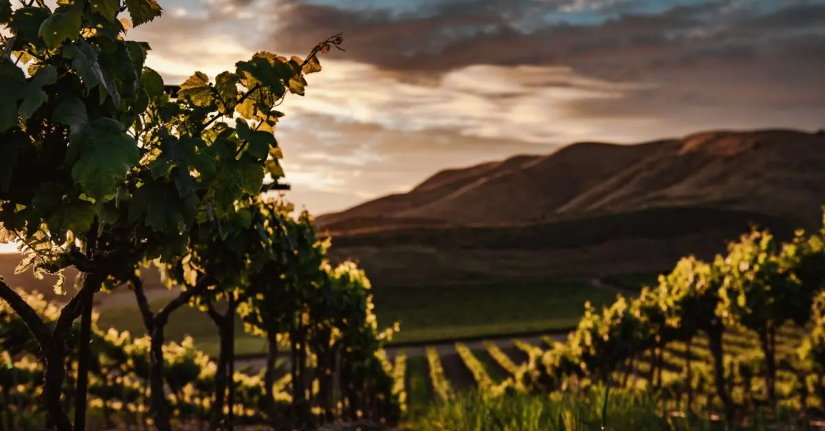 Vins Bretons : Produits Phare et Appellations